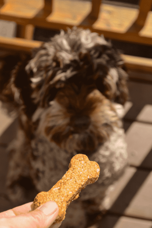 Get some tails wagging with these healthy 3 ingredient Banana Peanut Butter Dog Treats. Full of peanut buttery goodness and officially taste tested & approved by Chester! #dogcookies #vegan #vegandogcookies #vegandogtreats #dogtreats #dog #peanutbutterdogtreat
