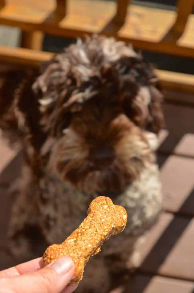 Banana Peanut butter Dog Treats in hand with dog in background