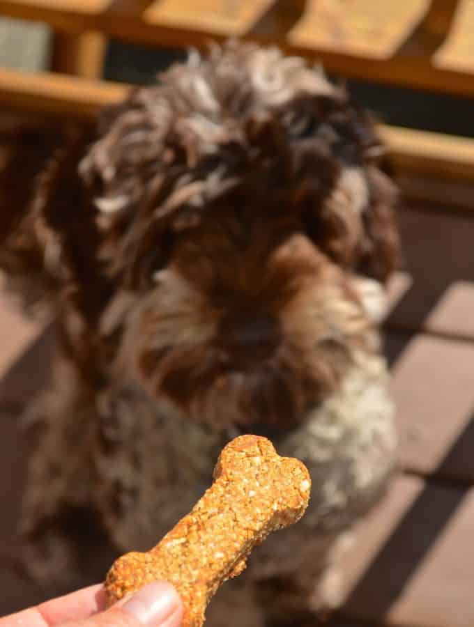 Get some tails wagging with these healthy Peanut Butter Banana Dog Cookies. Full of peanut buttery goodness and officially taste tested & approved by Chester!