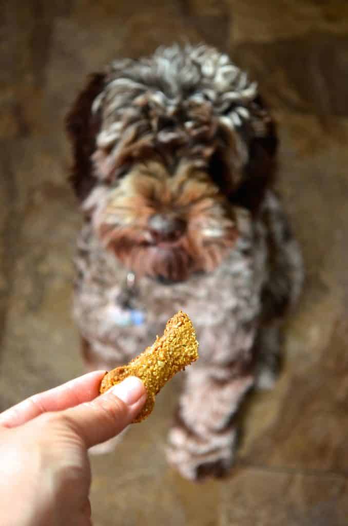 Banana Peanut Butter Dog Treat held out to dog 