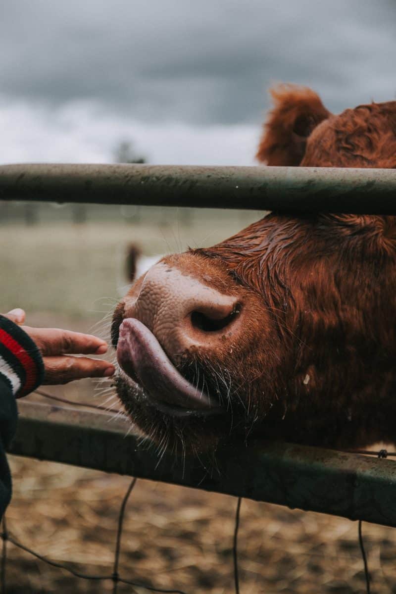Brown cow licking hand