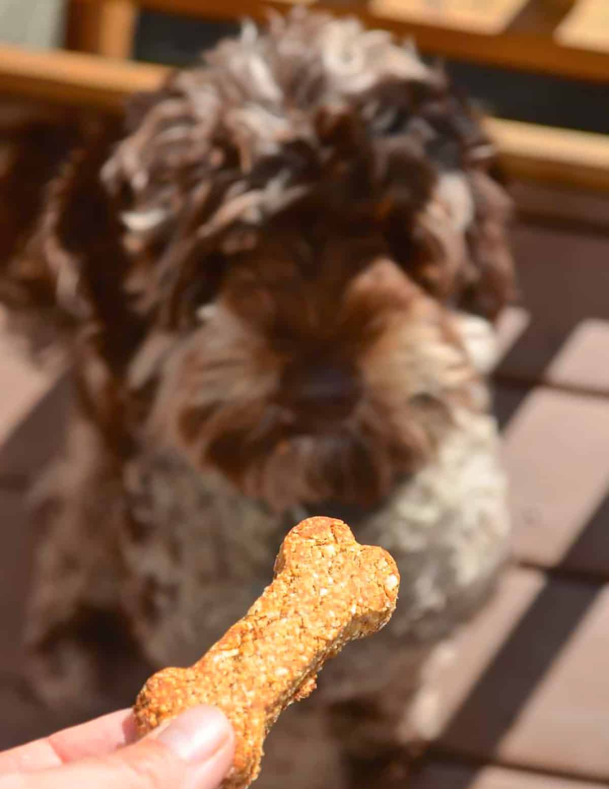 a bone shaped dog cookie