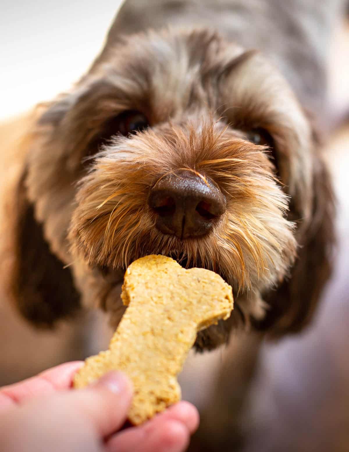 a dog eating a bone shaped cookie