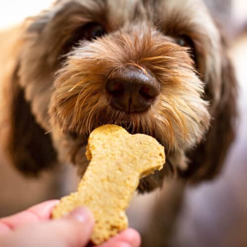 a dog eating a cookie