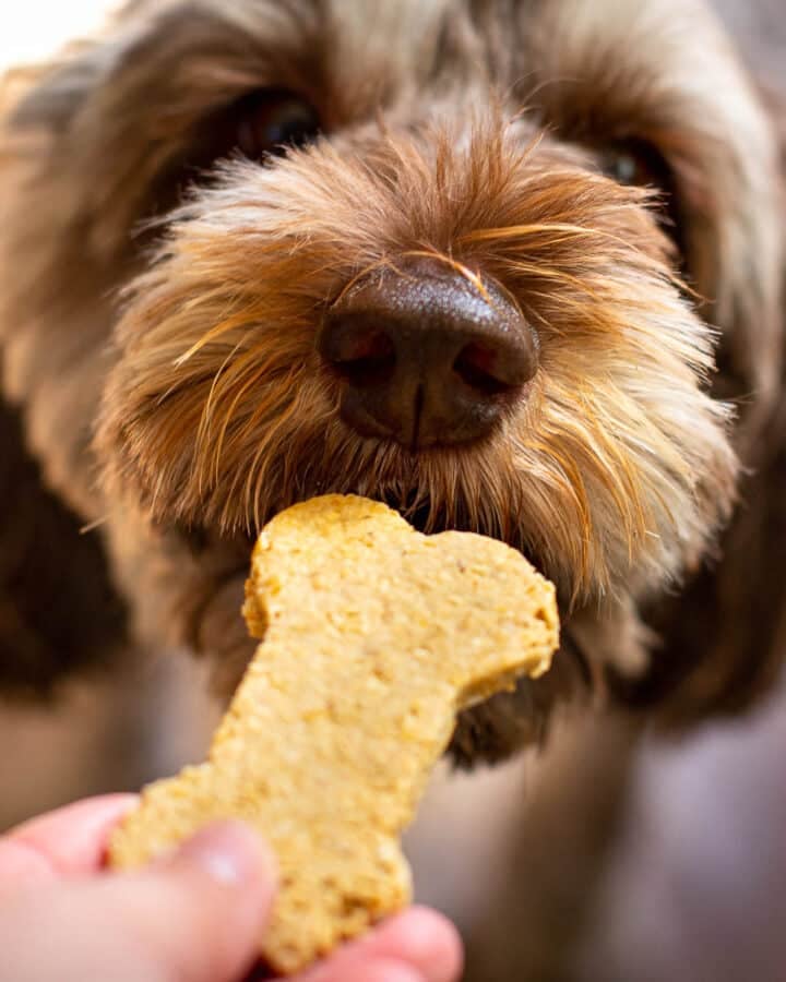 a dog eating a cookie