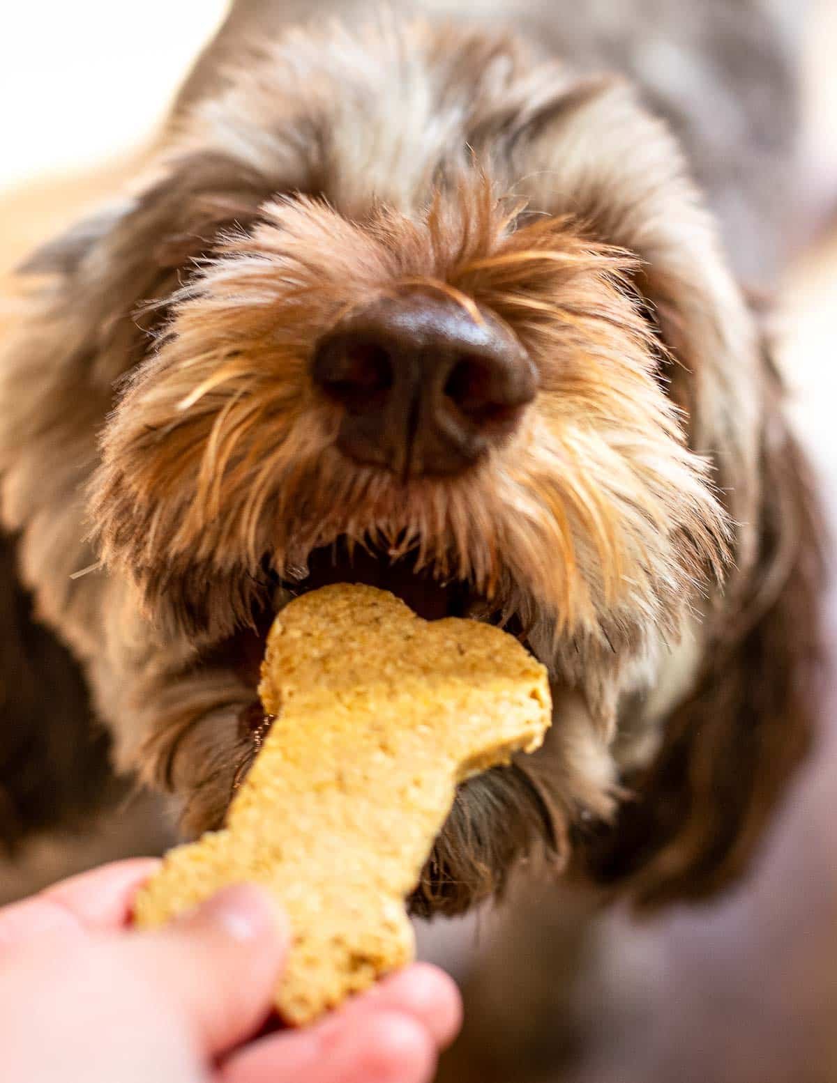 a dog eating a cookie