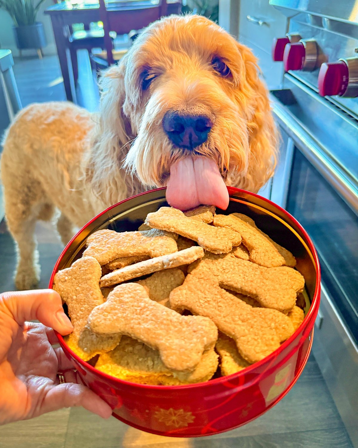 Charlie with his sourdough dog biscuits