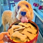 dog with sourdough dog biscuits