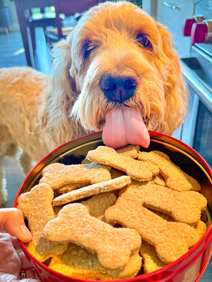 dog with sourdough dog biscuits