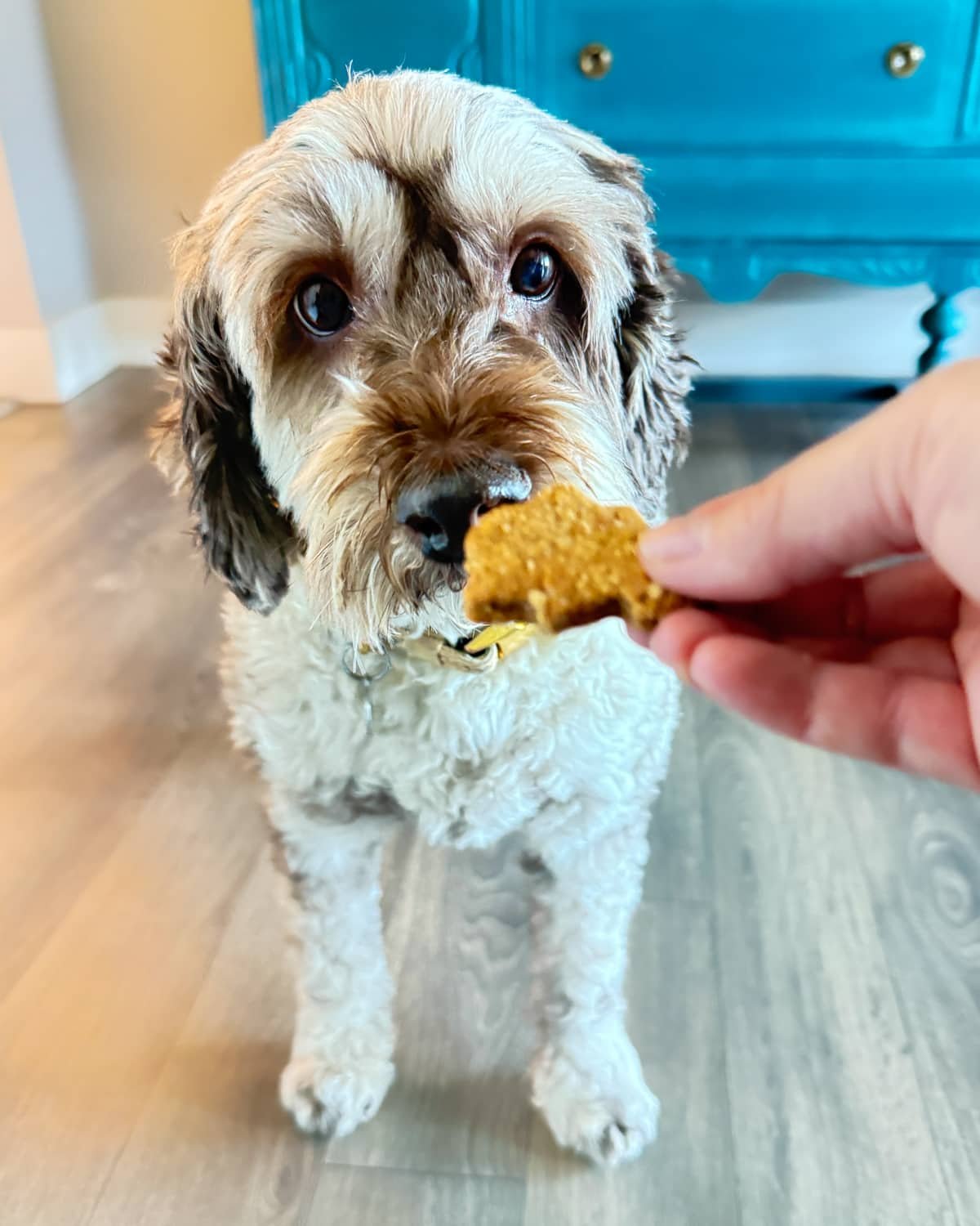 Chester about to eat a sourdough dog biscuit